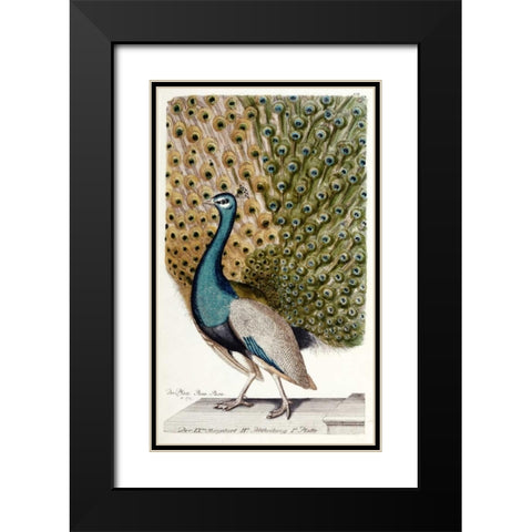 Male Peacock In Full Display Black Modern Wood Framed Art Print with Double Matting by Leonhard, Johann