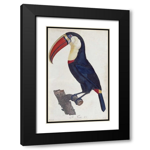 Toucan Black Modern Wood Framed Art Print with Double Matting by Levaillant, Francois