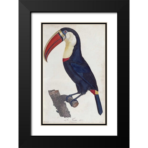 Toucan Black Modern Wood Framed Art Print with Double Matting by Levaillant, Francois