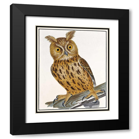 Owl Black Modern Wood Framed Art Print with Double Matting by Lewin, William