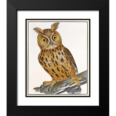 Owl Black Modern Wood Framed Art Print with Double Matting by Lewin, William