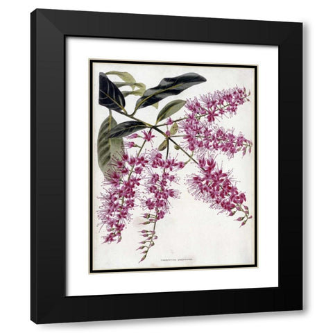 Combretum Purpureum Black Modern Wood Framed Art Print with Double Matting by Loddiges, Conrad