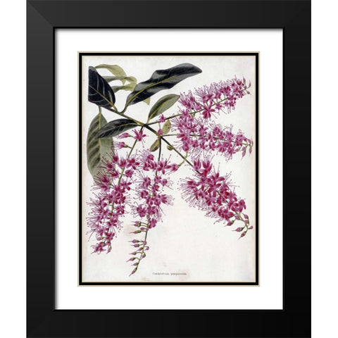 Combretum Purpureum Black Modern Wood Framed Art Print with Double Matting by Loddiges, Conrad