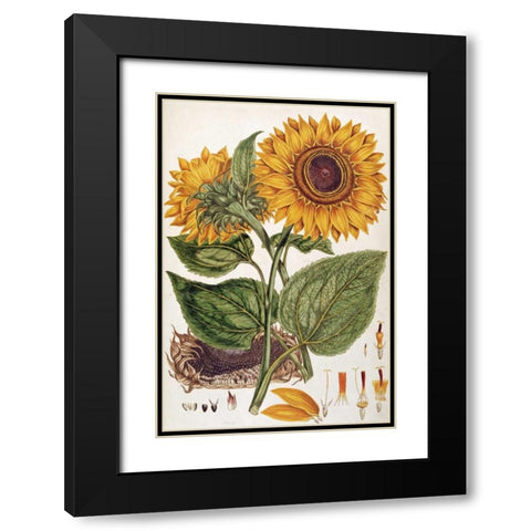 Sunflower Black Modern Wood Framed Art Print with Double Matting by Miller, John