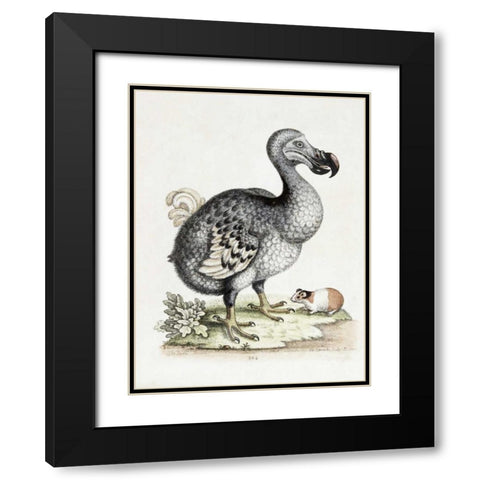 The Dodo Black Modern Wood Framed Art Print with Double Matting by Nodder, Frederick P.