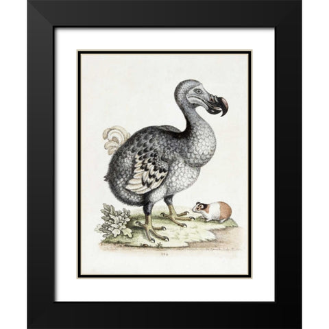 The Dodo Black Modern Wood Framed Art Print with Double Matting by Nodder, Frederick P.