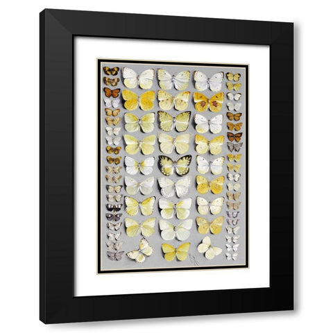 Sixty-Seven Lepidoptera Black Modern Wood Framed Art Print with Double Matting by Rowan, Marian Ellis