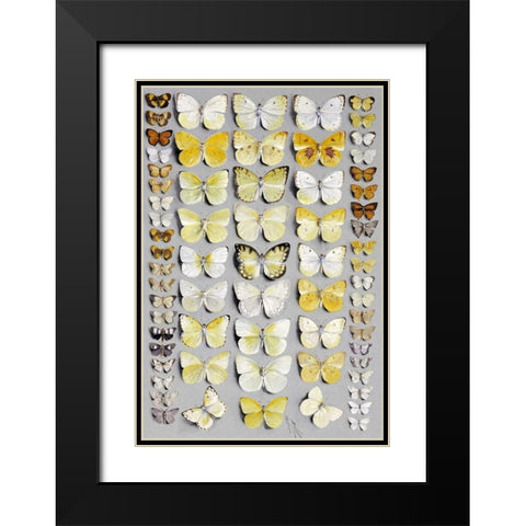 Sixty-Seven Lepidoptera Black Modern Wood Framed Art Print with Double Matting by Rowan, Marian Ellis