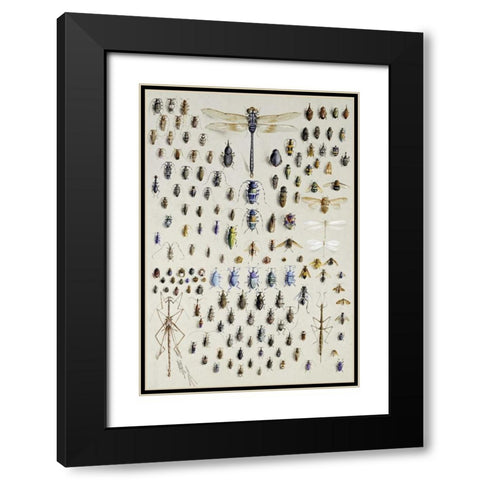 One Hundred and Fifty Insects Black Modern Wood Framed Art Print with Double Matting by Rowan, Nmarian Ellis