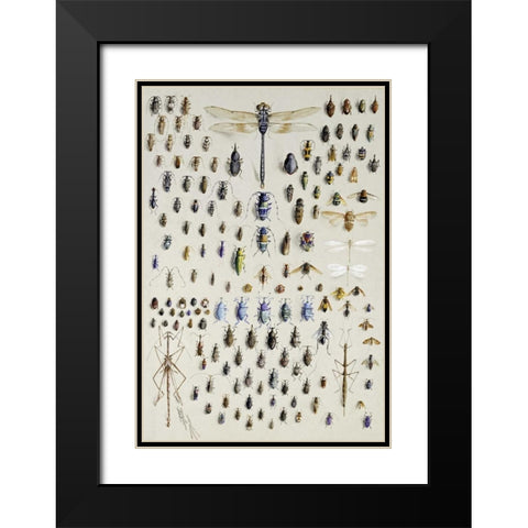 One Hundred and Fifty Insects Black Modern Wood Framed Art Print with Double Matting by Rowan, Nmarian Ellis