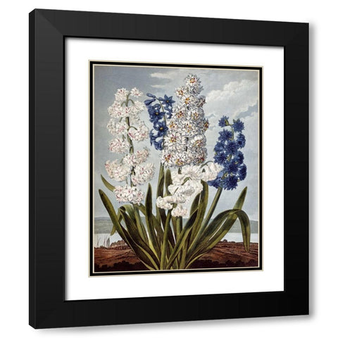 Hyacynths Black Modern Wood Framed Art Print with Double Matting by Thornton, Robert John