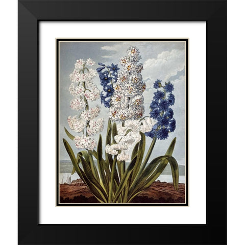 Hyacynths Black Modern Wood Framed Art Print with Double Matting by Thornton, Robert John