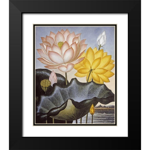 Sacred Egyptian Bean Black Modern Wood Framed Art Print with Double Matting by Thornton, Robert John