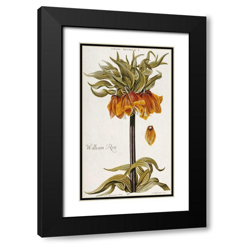 Corona Imperialis Black Modern Wood Framed Art Print with Double Matting by Trew, Christoph Jacob