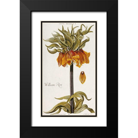 Corona Imperialis Black Modern Wood Framed Art Print with Double Matting by Trew, Christoph Jacob