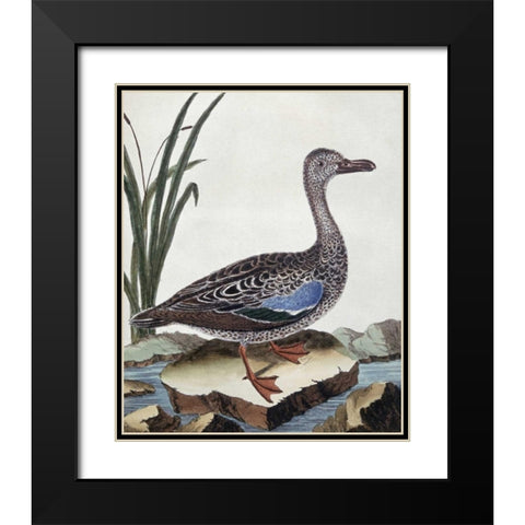 Sarcelle - Duck De Cayenne Black Modern Wood Framed Art Print with Double Matting by Buffon, Georges-Louis Leclerc