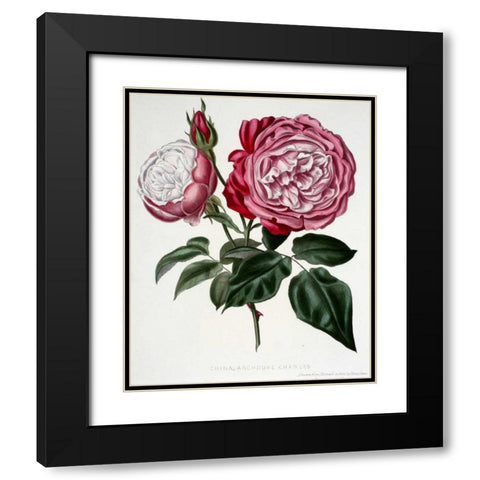 China, Archduke Charles Black Modern Wood Framed Art Print with Double Matting by Curtis, Henry