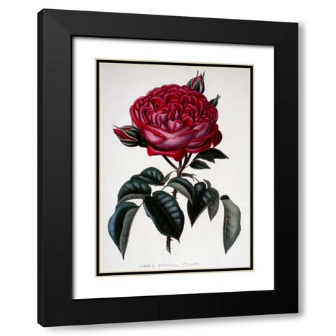 Hybrid Perpetual, Dr. Marx Black Modern Wood Framed Art Print with Double Matting by Curtis, Henry