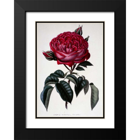 Hybrid Perpetual, Dr. Marx Black Modern Wood Framed Art Print with Double Matting by Curtis, Henry