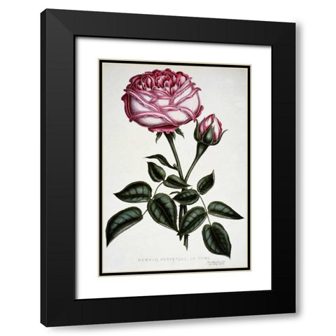 Hybrid, Perpetual, La Reine Black Modern Wood Framed Art Print with Double Matting by Curtis, Henry
