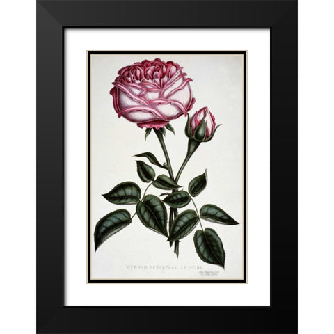 Hybrid, Perpetual, La Reine Black Modern Wood Framed Art Print with Double Matting by Curtis, Henry
