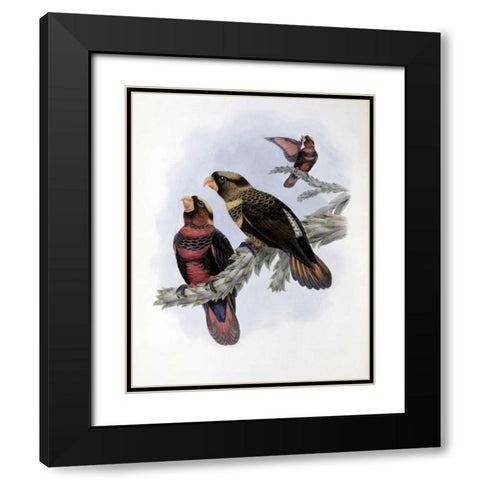 Banded Lory Black Modern Wood Framed Art Print with Double Matting by Glover, John