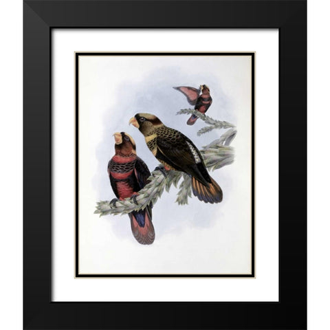 Banded Lory Black Modern Wood Framed Art Print with Double Matting by Glover, John