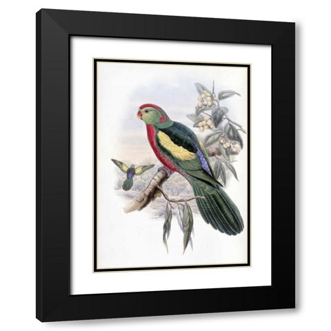 Beautiful King Parrot Black Modern Wood Framed Art Print with Double Matting by Glover, John