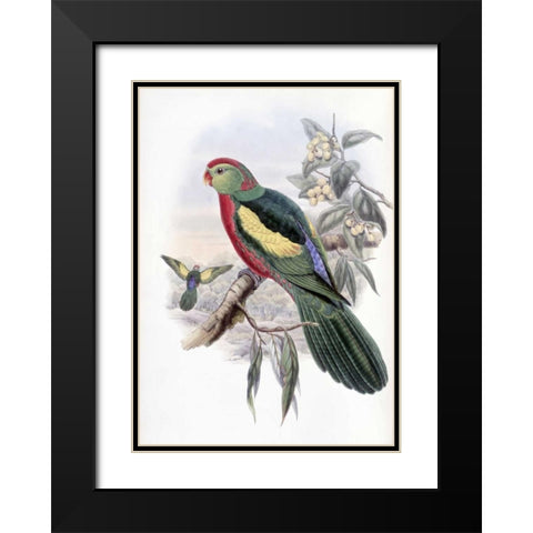 Beautiful King Parrot Black Modern Wood Framed Art Print with Double Matting by Glover, John