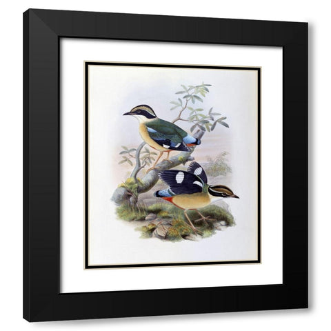 Bengal Pitta Black Modern Wood Framed Art Print with Double Matting by Gould, John