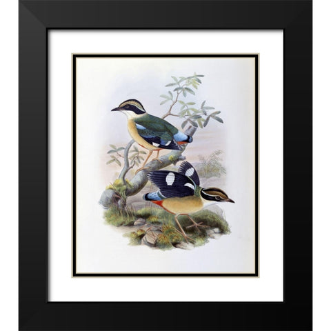 Bengal Pitta Black Modern Wood Framed Art Print with Double Matting by Gould, John
