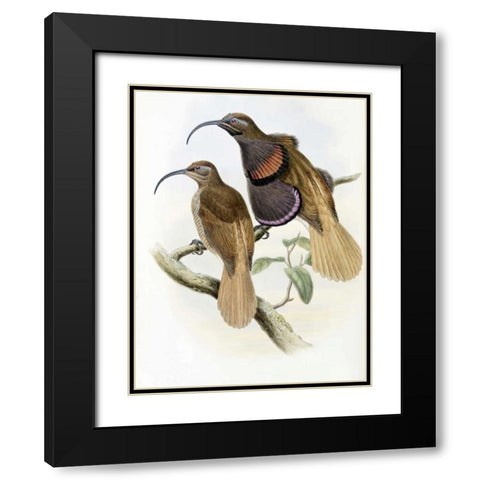 Bennetts Bird of Paradise Black Modern Wood Framed Art Print with Double Matting by Glover, John