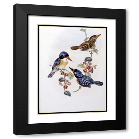 Black Faced Kingfisher Black Modern Wood Framed Art Print with Double Matting by Glover, John