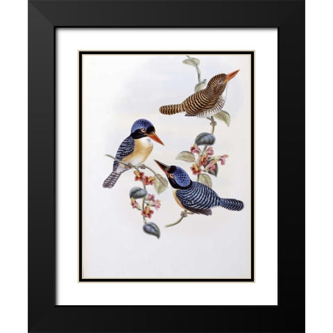 Black Faced Kingfisher Black Modern Wood Framed Art Print with Double Matting by Glover, John