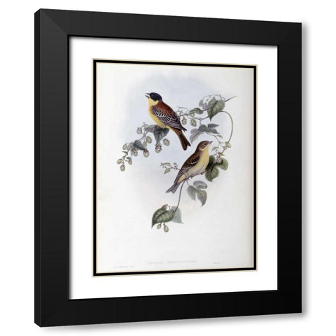 Black Headed Bunting Black Modern Wood Framed Art Print with Double Matting by Glover, John