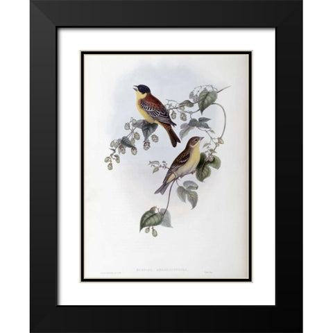 Black Headed Bunting Black Modern Wood Framed Art Print with Double Matting by Glover, John