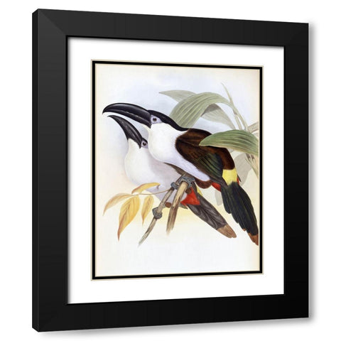 Black-Billed Hill Toucan Black Modern Wood Framed Art Print with Double Matting by Gould, John