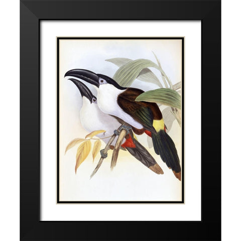 Black-Billed Hill Toucan Black Modern Wood Framed Art Print with Double Matting by Gould, John