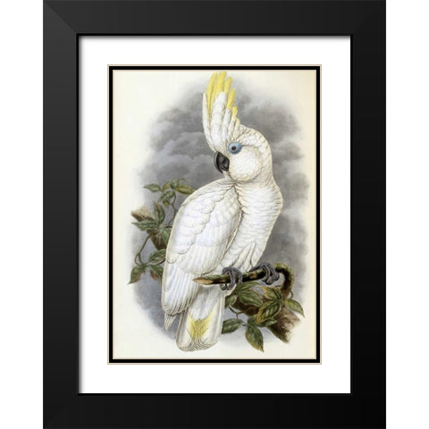 Blue-Eyed Cockatoo Black Modern Wood Framed Art Print with Double Matting by Glover, John