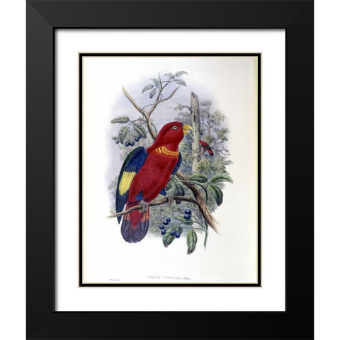 Blue-Thighed Lory Black Modern Wood Framed Art Print with Double Matting by Gould, John