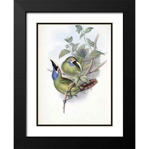 Blue-Throated Groove-Bill - Toucan Black Modern Wood Framed Art Print with Double Matting by Glover, John