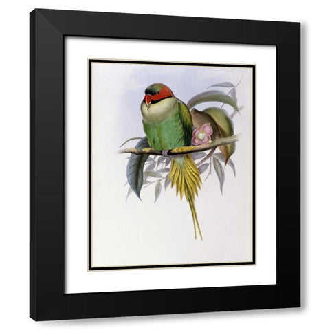 Bonapartes Parakeet Black Modern Wood Framed Art Print with Double Matting by Glover, John