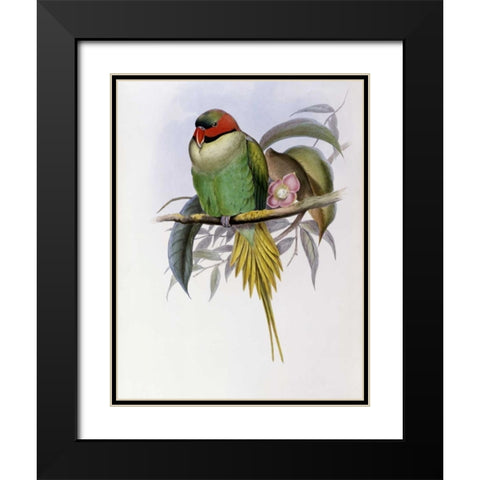 Bonapartes Parakeet Black Modern Wood Framed Art Print with Double Matting by Glover, John