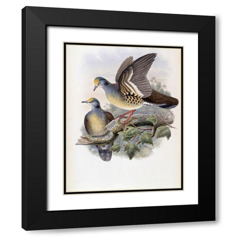 Branded Pigeon Black Modern Wood Framed Art Print with Double Matting by Gould, John