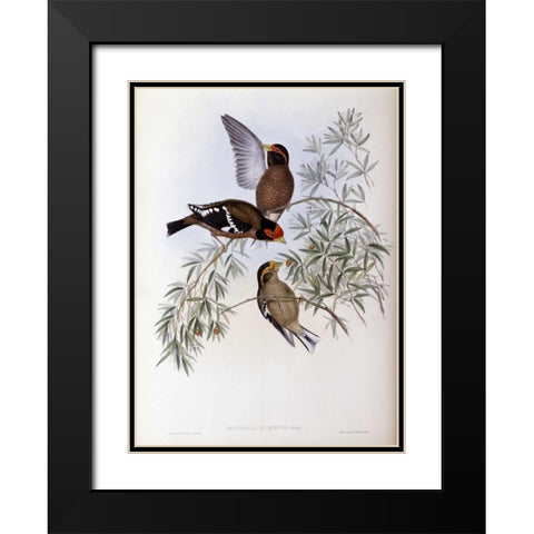 Burtons Grosbeak Black Modern Wood Framed Art Print with Double Matting by Glover, John
