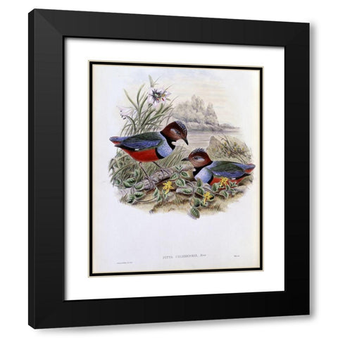 Celebean Pitta Black Modern Wood Framed Art Print with Double Matting by Gould, John