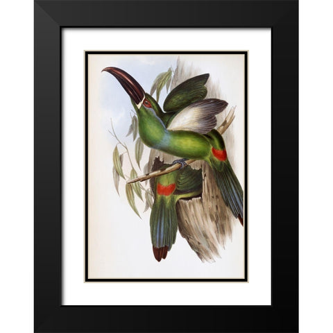 Chestnut-Billed Groove-Bill (Toucan) Black Modern Wood Framed Art Print with Double Matting by Gould, John