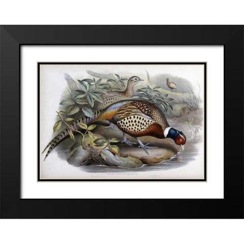 Chinese Ring-Necked Pheasant Black Modern Wood Framed Art Print with Double Matting by Glover, John