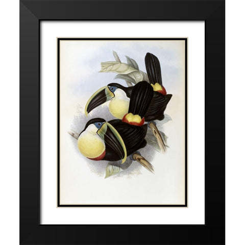 Citron-Brested Toucan Black Modern Wood Framed Art Print with Double Matting by Gould, John