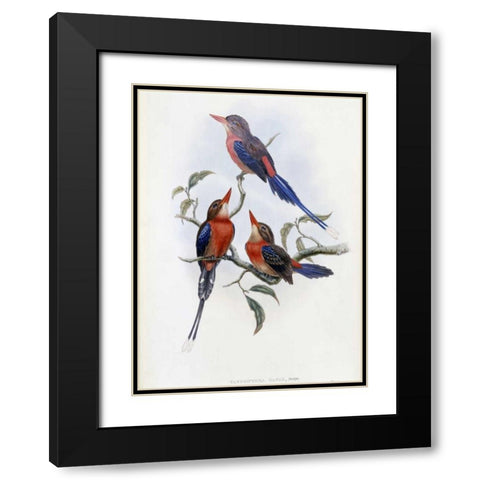Crimson and Brown Kingfisher Black Modern Wood Framed Art Print with Double Matting by Glover, John